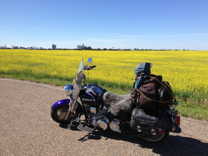 Next to a canola field north of Wilkie