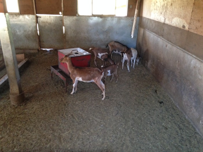 The goats at Carmelis Goat Cheese Artisan