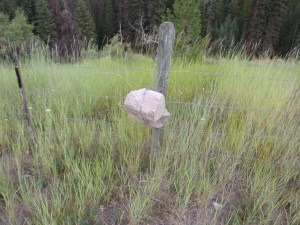 I don't get it.  These rocks were in the fence on the Thompson Plateau