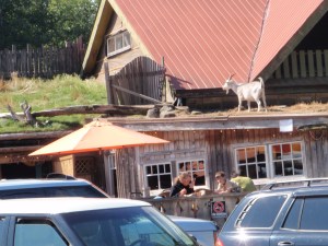 Goats on the roof