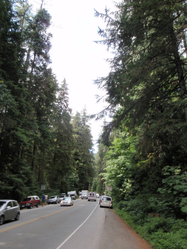 Riding through the Cathedral Grove