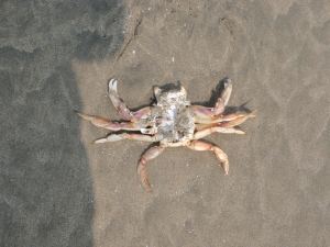 Dead crab in the sand