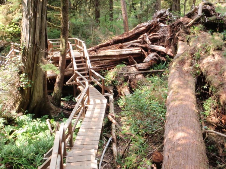The rainforest walk was like an Ewok Village