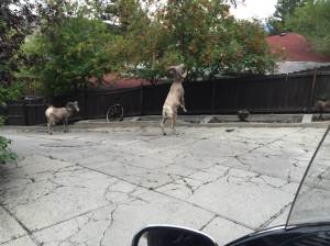 These dudes had plenty of sass and thought they owned the place