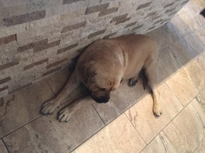 Ali is the winery dog at Desert Hills.  Muhammad Ali. 