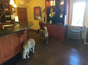 Quinta Ferreira had winery dogs too!